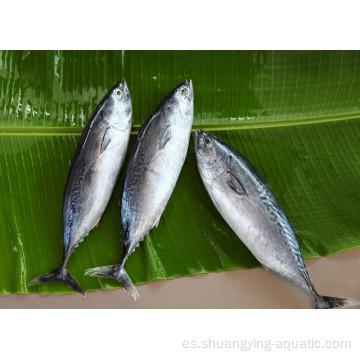 Exportación de pescado congelado entero redondo de bonito skipjack